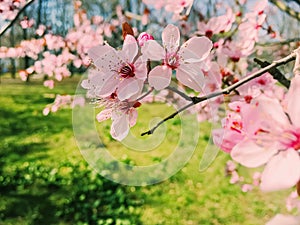 Apple tree flowers bloom, floral blossom in spring