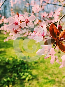 Apple tree flowers bloom, floral blossom in spring