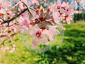 Apple tree flowers bloom, floral blossom in spring