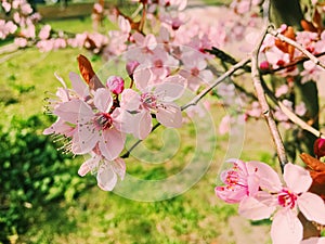 Apple tree flowers bloom, floral blossom in spring