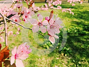 Apple tree flowers bloom, floral blossom in spring