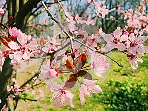 Apple tree flowers bloom, floral blossom in spring