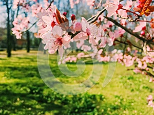 Apple tree flowers bloom, floral blossom in spring