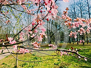 Apple tree flowers bloom, floral blossom in spring