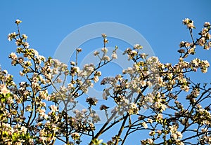 Apple tree flowers blooming in blue skies