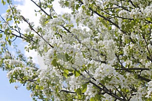 Apple tree flowers in blossom