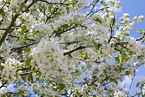 Apple tree flowers in blossom