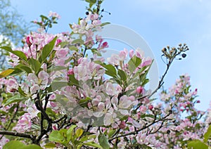 Apple tree flowers in blossom