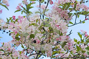 Apple tree flowers in blossom