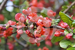 Apple tree flowers in blossom