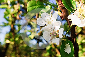 Apple tree flowers blossom detali