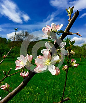 Apple tree flowers
