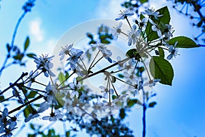 Apple-tree flowers in blue toning