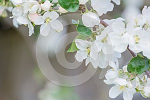 Apple tree flowers and buds with beautiful bokeh