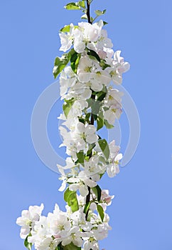 Apple tree flowers in the city park