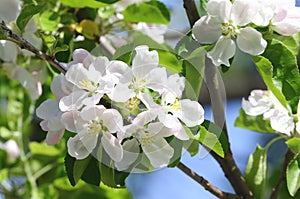 Apple tree flowers in the city park