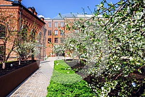 Apple tree flowers in city park