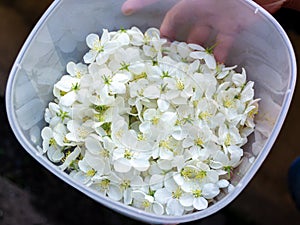 Apple tree flowers are collected in a plastic container