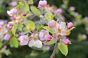 Apple tree flowers damaged by spring frost