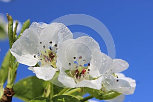 Apple tree, flowers with dew drops