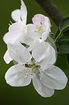 Apple-tree flowers on a green background.