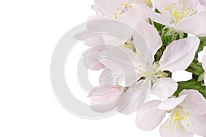 Apple tree flowers with leaves on a branch, isolated on a white background