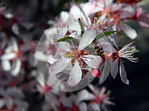 Apple tree flowers lit by the sun closeup