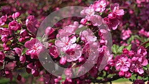 Apple tree flowers Malus Crabapple. Spring pink flowering peach branches, fragrant flowers swaying in light wind. Spring blossom