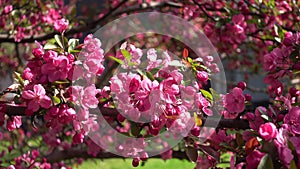 Apple tree flowers Malus Crabapple. Spring pink flowering peach branches, fragrant flowers swaying in light wind. Spring blossom