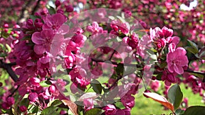 Apple tree flowers Malus Crabapple. Spring pink flowering peach branches, fragrant flowers swaying in light wind. Spring blossom