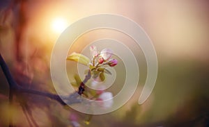 Apple-tree flowers in the spring