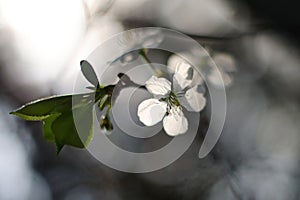 Apple tree flowers in spring close up