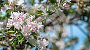 Apple tree flowers in spring