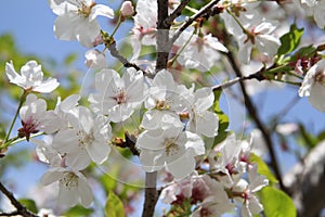 Apple tree flowers under sunshine