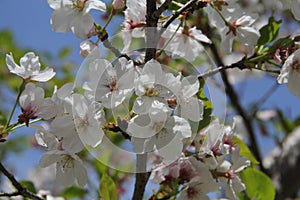 Apple tree flowers under sunshine