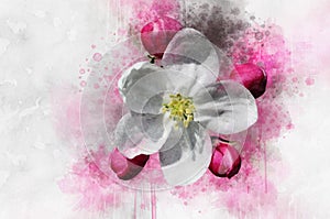 Apple Tree Flowers. Watercolor illustration. Design elements for spring illustrations, floral patterns