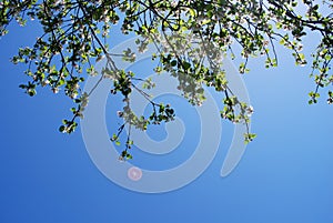 Apple Tree and Flying Saucer