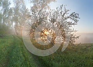 Apple-tree in the fog photo