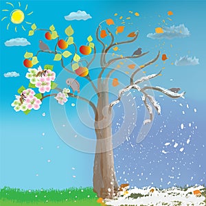 Apple tree in four seasons on cloudy sky background with sun. Spring, summer, autumn, winter.  Flowers, bee, birds,  pollination,