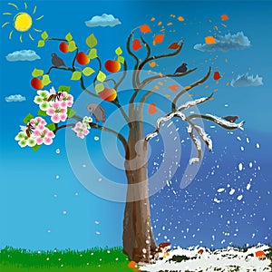 Apple tree in four seasons on sky background with sun. Spring, summer, autumn, winter.  Flowers, bee, birds,  pollination,