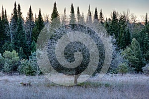 Apple Tree In A Frost Covered Meadow Just Before Sunrise