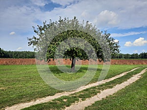 apple tree fruit orchards plantations mazovia poland