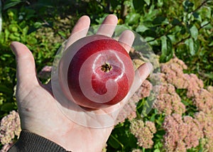 Apple, tree, fruit, red, food, ripe, branch, green, apples, nature, leaf, garden, garden, autumn, agriculture, fresh, healthy, har