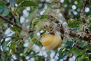 Apple tree fruit ripening