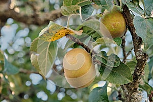 Apple tree fruit ripening