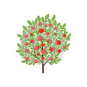 Apple tree. Fruit tree. Vector illustration.