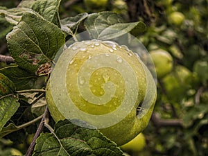 Apple tree with fruits