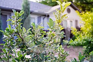 Apple tree with fruits on branch and background gable roof of front yard porch suburban house near Dallas, Texas, America