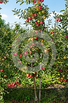 Apple tree with fruits close up in the rays of the sun. Autumn harvesting ripe crop