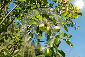Apple tree